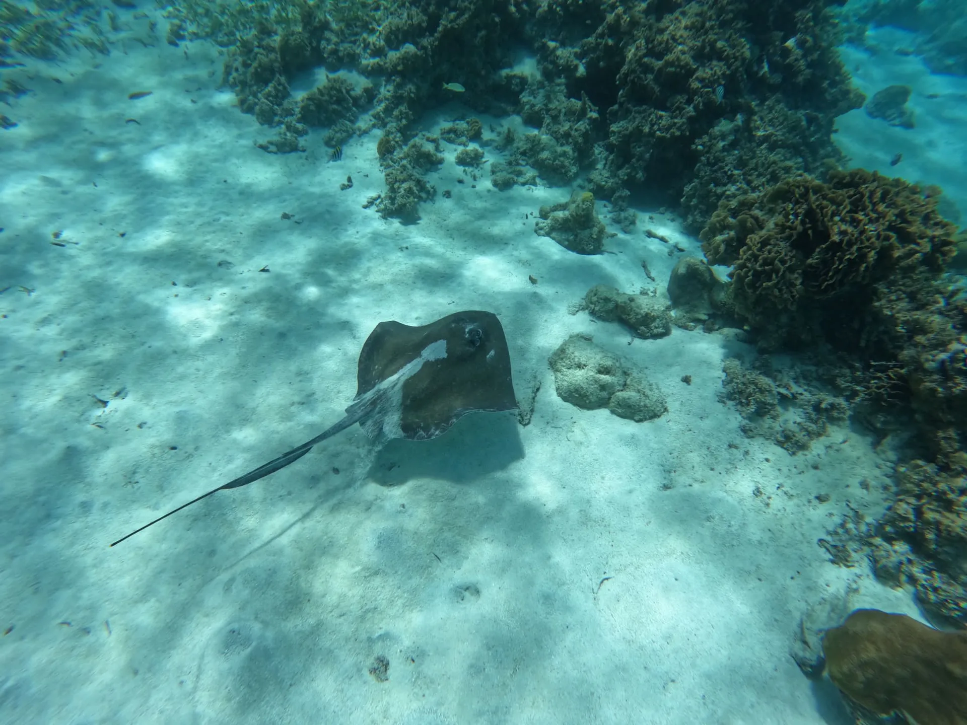 A ray swimming above the sandy seabed beside coral and small fish in the San Blas Islands.